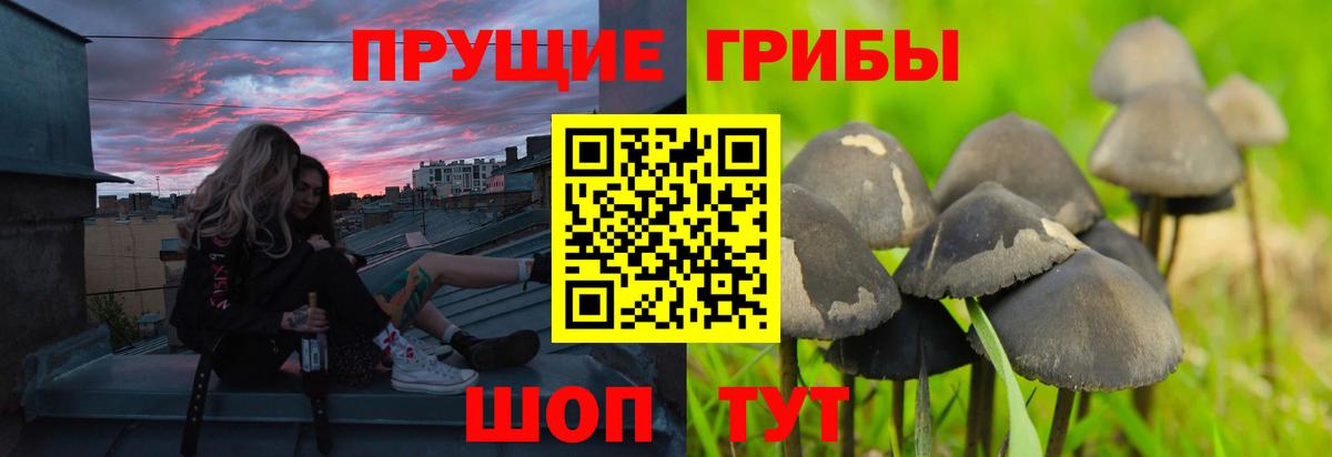 Галлюциногенные грибы мицелий  Псилоцибиновые грибы Psilocybe  Сосновый Бор  хочу наркоту  Вход с VPN 